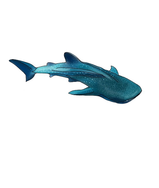 Whale shark vinyl sticker